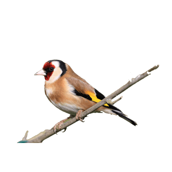 一只鸟在树枝上