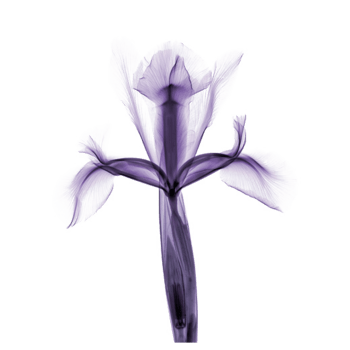 紫色鸢尾花装饰