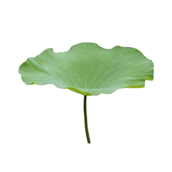 荷叶素材