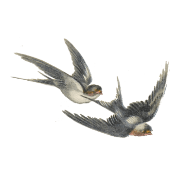飞行的燕子