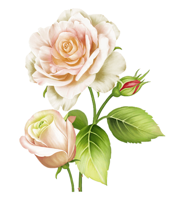 手绘玫瑰花模板下载图片 手绘玫瑰花模板下载素材下载 万素网