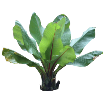 绿色植物芭蕉叶免抠元素图片-元素素材3264203-万素网