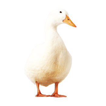 可爱鸭子背景图片