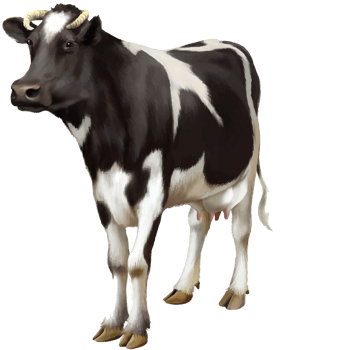 奶牛