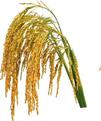 水稻免抠元素图片-元素素材4607108-万素网