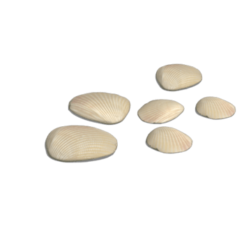 白贝 素材 免费白贝图片素材 白贝素材大全 万素网