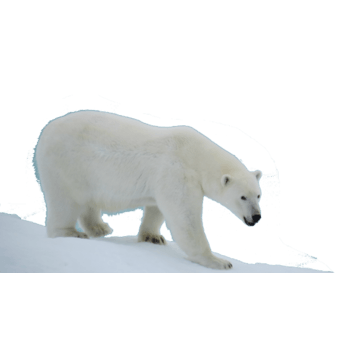 北极动物图片免费下载_北极动物素材_万素网