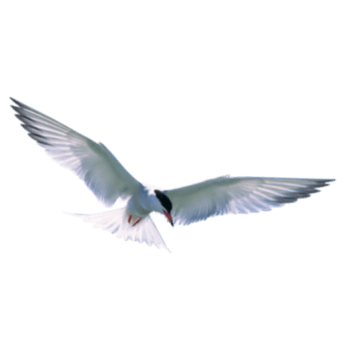 飞行的鸟类免抠元素图片_元素素材3408922_万素网