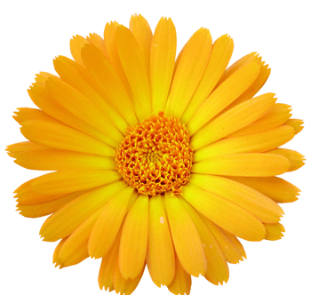 黄色的花朵 素材 免费黄色的花朵图片素材 黄色的花朵素材大全 万素网