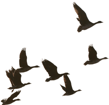 大雁南飞素材图