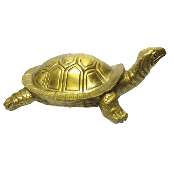 金乌龟