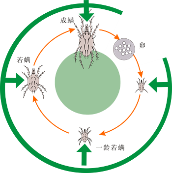 螨虫生长过程矢量图片
