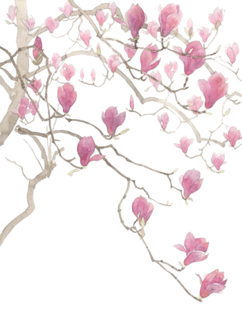 粉色玉兰花图片-粉色玉兰花设计素材-粉色玉兰花素材免费下载-万素网