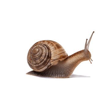 蜗牛素材