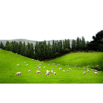 草原羊群 素材 免费草原羊群图片素材 草原羊群素材大全 万素网