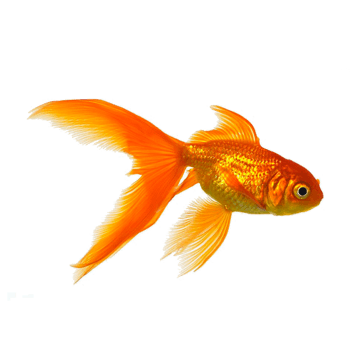 金鱼图片免费下载_金鱼素材_第7页_万素网