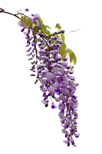 边上的紫藤花图片素材