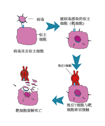 细胞免疫示意图
