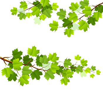 绿色枫叶树枝矢量素材
