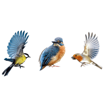 黄鹂喜鹊鸟素材