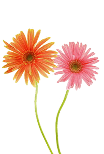 非洲菊 素材 免费非洲菊图片素材 非洲菊素材大全 万素网