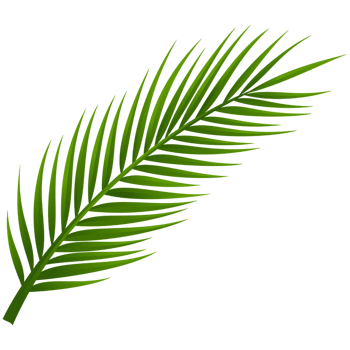 绿色芭蕉叶png素材