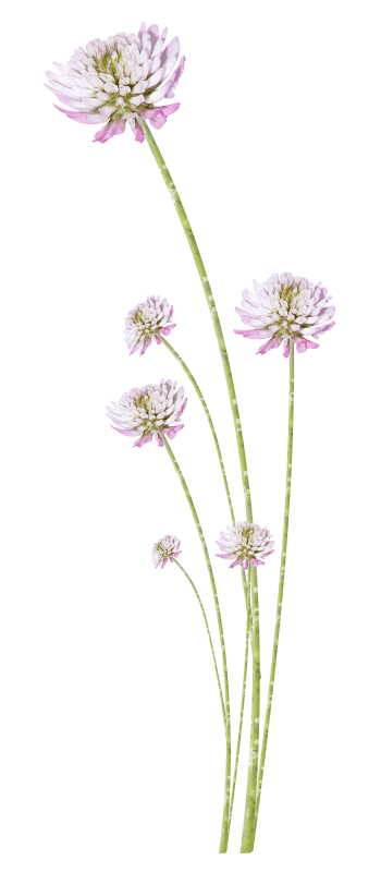 水彩花草线描花草免抠元素图片-元素素材612209-万素网