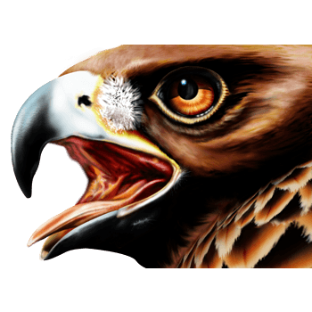 鹰的眼睛画法图片