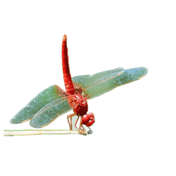 蜻蜓图片免抠元素图片-元素素材3370783-万素网