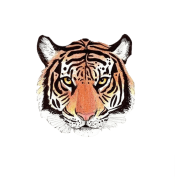 老虎手绘 素材 免费老虎手绘图片素材 老虎手绘素材大全 万素网