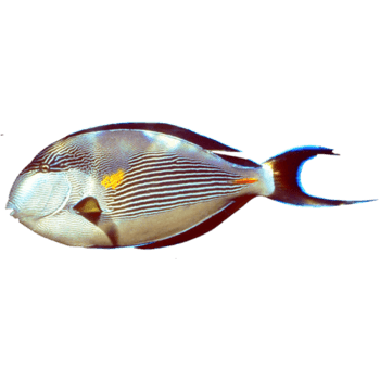 胖魚