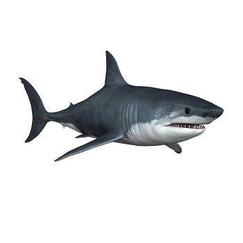 黑色鲨鱼