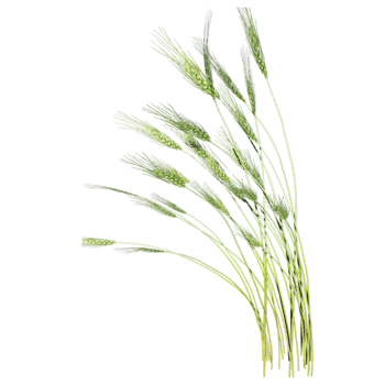 绿色稻草png免抠图素材