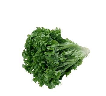 春菜 素材 免费春菜图片素材 春菜素材大全 万素网