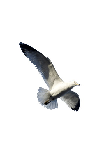 飞翔的鸟图片-飞翔的鸟设计素材-飞翔的鸟素材免费下载-万素网