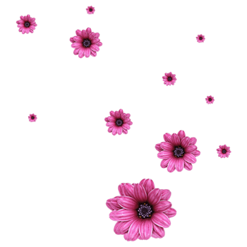 花卉透明背景 素材 免费花卉透明背景图片素材 花卉透明背景素材大全 万素网