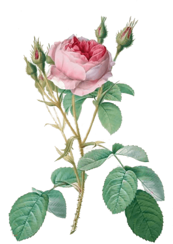 粉色蔷薇花免抠元素图片-元素素材2796458-万素网