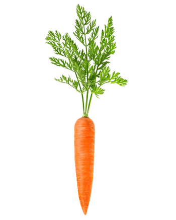 胡萝卜叶子图片-胡萝卜叶子设计素材-胡萝卜叶子素材免费下载-万素网