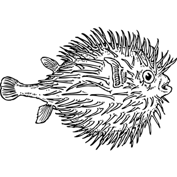 手绘黑色卡通带刺的鱼