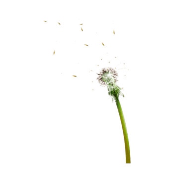 春天蒲公英免抠元素图片_元素素材3137406_万素网