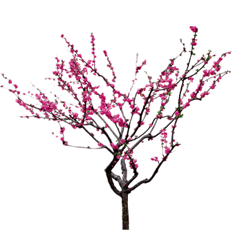 梅花花朵背景免抠元素图片-元素素材3957378-万素网