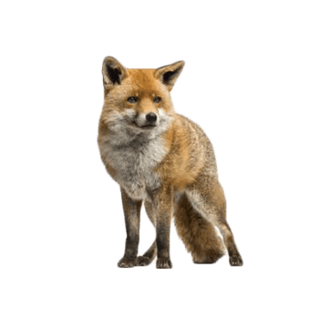 狐狸图片图片 狐狸图片设计素材 狐狸图片素材免费下载 万素网