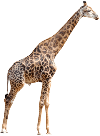 高清动物羚羊素材