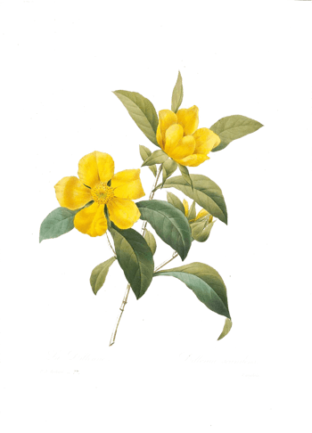 金花茶图片素材