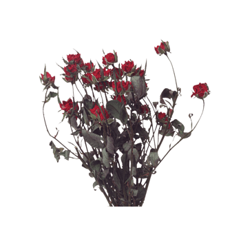 枯萎的玫瑰花