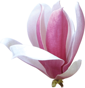 红色木 素材 免费红色木图片素材 红色木素材大全 万素网