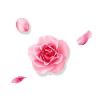 粉色玫瑰花漂浮花瓣