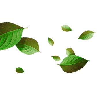 绿色清新树叶漂浮素材案