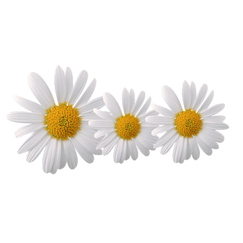 白菊花 素材 免费白菊花图片素材 白菊花素材大全 万素网