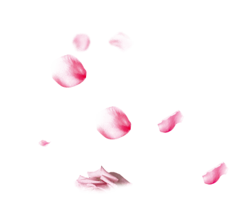 免抠元素 花瓣下载后高清无水印 尺寸 :591*591px 颜色模式 :rgb 体积